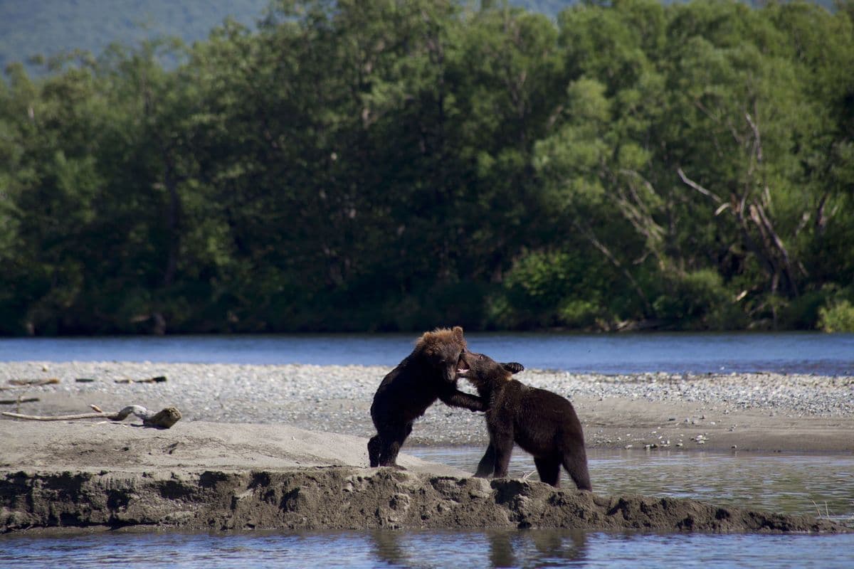Two brown bears play on a sandy riverbank with lush green trees in the background.